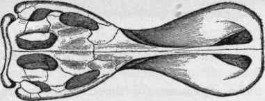 Skull of Diclonius mirabihs Cope, from above, 1/19. (Cope).