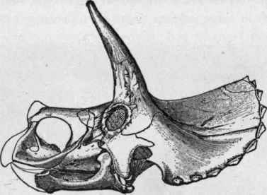 Skull of Triceratops fiabellatus Marsh, from the side, 1/30. (Marsh).