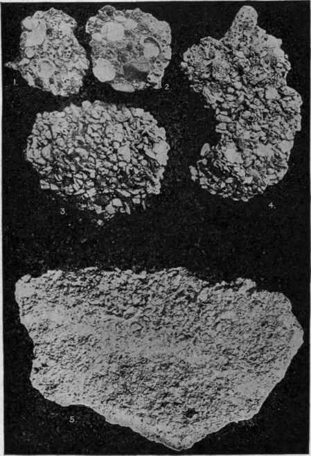 Various forms of modern coral limestone. (Savile Kent).