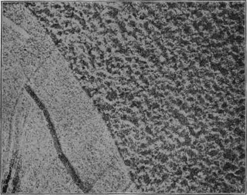 Wave mark and rain prints, modern sandy beach. (U. S. G. S).