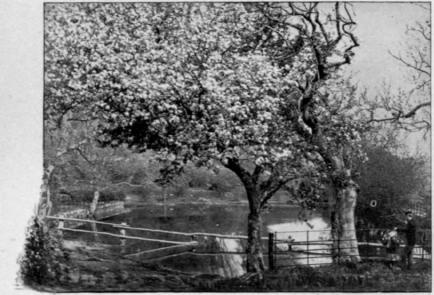 A Blossoming Fru1t Tree