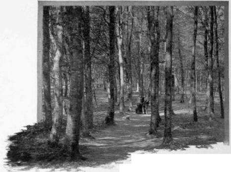 Forest At Scodsborg
