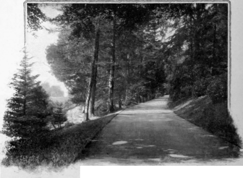 A Well Kept Avenue