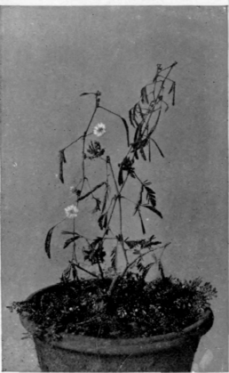A Sensitive Plant (Closed)