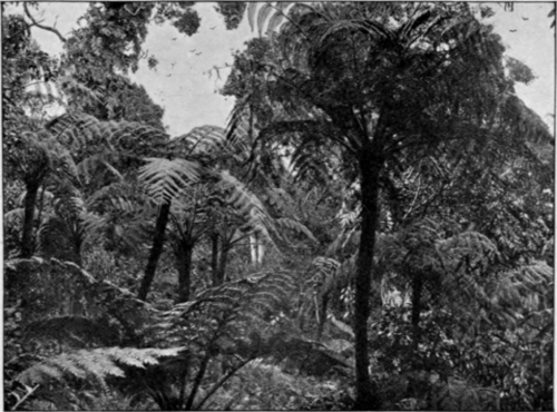 In The Botanical Gardens, Kandy