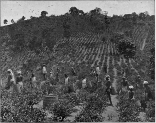 Tea Picking In India
