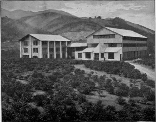 Tea Plantation On The Hills, Ceylon