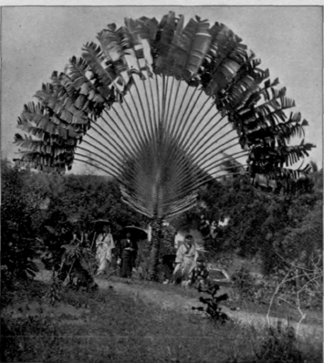 The Fan Palm