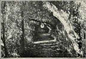A Silent Path.