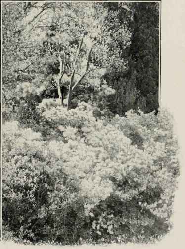 Azaleas On Lake Como.