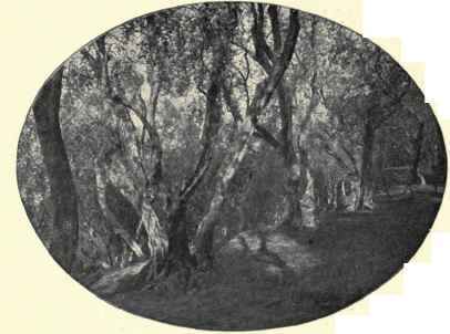 An Olive Grove Near Arco.