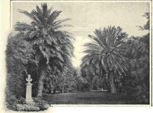 Some Palermo Palms.