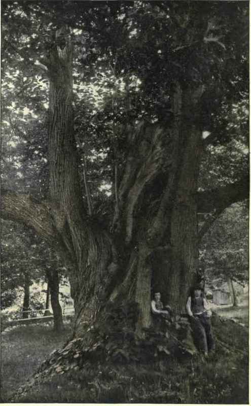 A Spanish Chestnut Tree In South Tyrol.