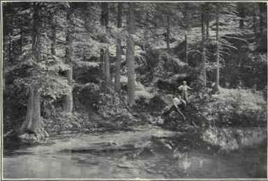 A Forest In Cadore.