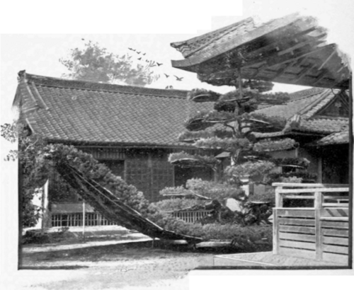 A Tree Trimmed To Represent A Ship.