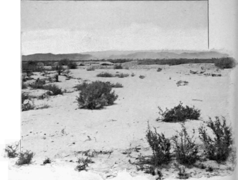 A Desert View