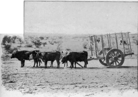 An Ox Team
