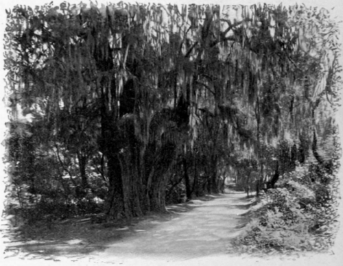 Big Trees At Chapl'Ltepec