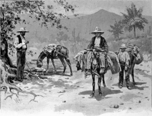 Burro Train