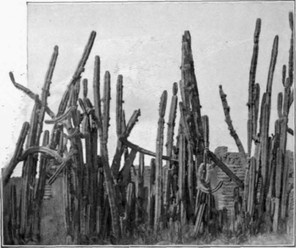 Cactus