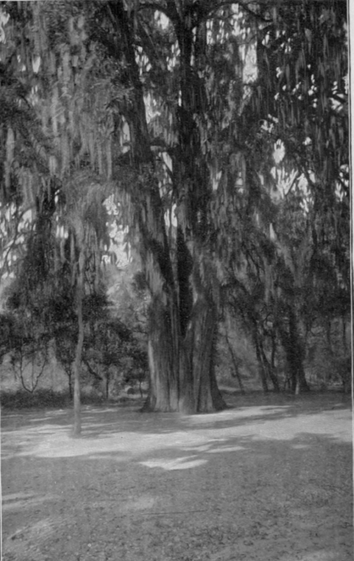 The Tree Of Montezuma