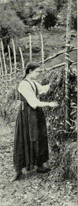 A Maud Muller.