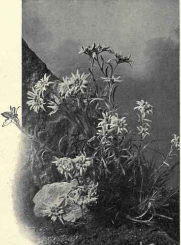 Edelweiss, From The Engadine.
