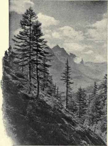 Hillside Sentinels.