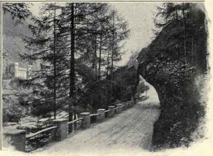 Young Larches And Old Boulders.
