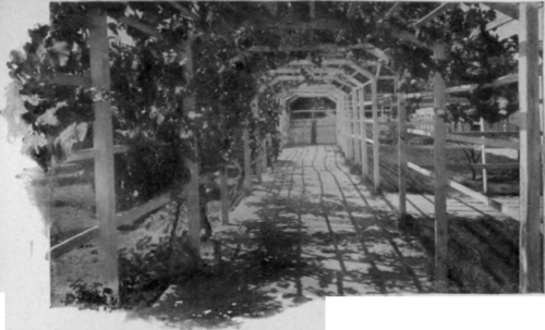 An Arbor In Winter