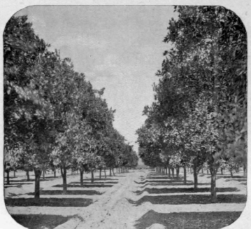 An Orange Grove, Pasadena