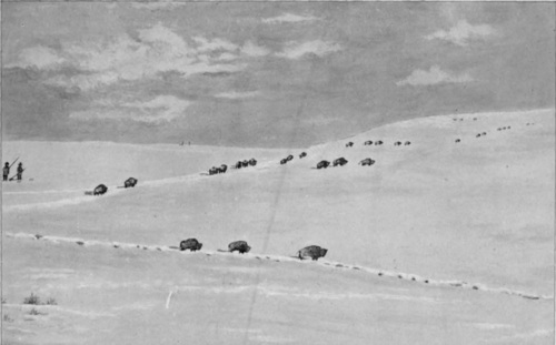 Buffaloes In The Snow