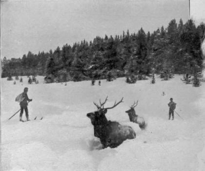 Yellowstone Elk